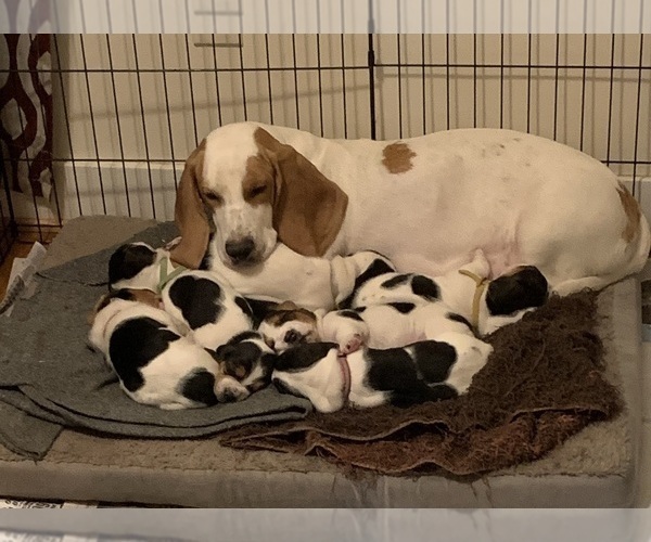 Medium Photo #2  Breeder Profile in GAITHERSBURG, MD, USA