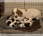 Small #1 Breeder Profile image