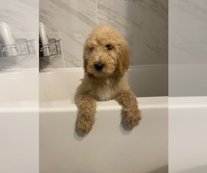 Main photo of Poodle (Standard) Dog Breeder near COTTLEVILLE, MO, USA