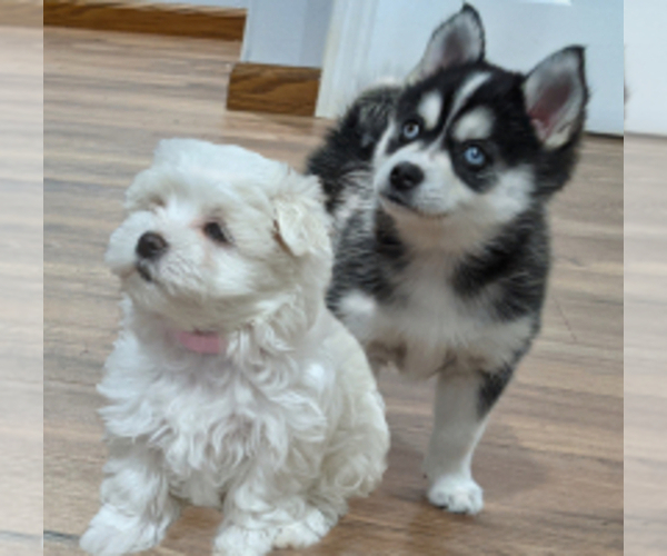 Medium Photo #1  Breeder Profile in OCALA, FL, USA