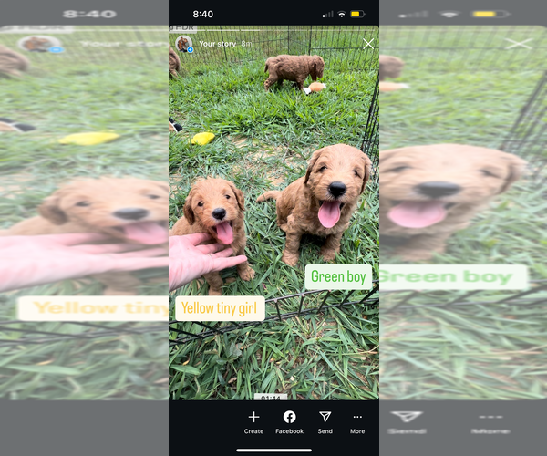 Medium Photo #15  Breeder Profile in FLAT ROCK, NC, USA