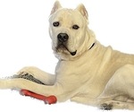Small #6 Breeder Profile image
