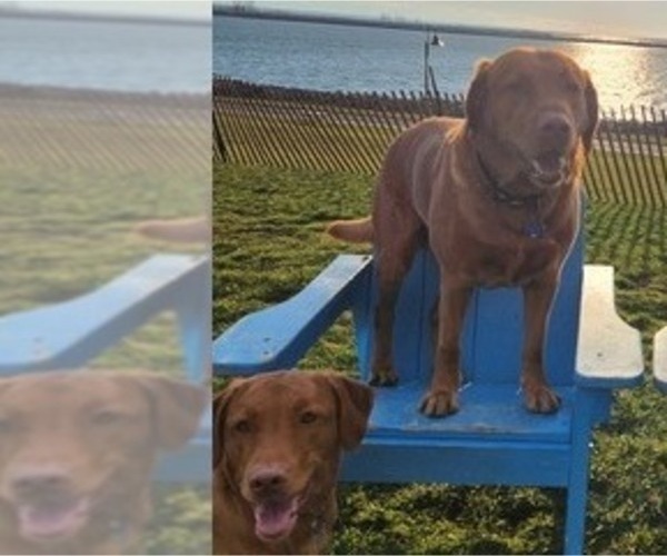 Medium Photo #20  Breeder Profile in BUFFALO, NY, USA