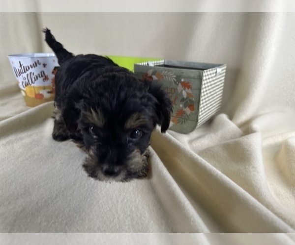Medium Photo #20  Breeder Profile in ROCK HILL, SC, USA