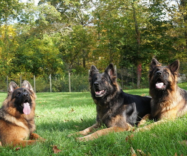 Medium Photo #1  Breeder Profile in BETHEL, CT, USA