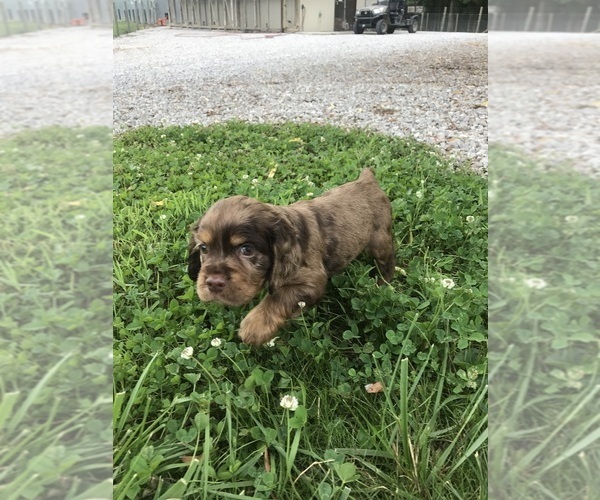 Medium Photo #5  Breeder Profile in PARKERS LAKE, KY, USA