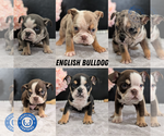 Small Photo #11  Breeder Profile in GOSHEN, IN, USA