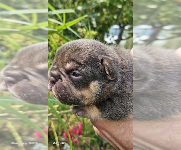 Medium Photo #15  Breeder Profile in FENTON, MO, USA