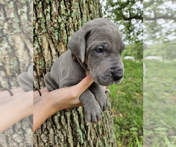 Medium Photo #23  Breeder Profile in WALNUT GROVE, MO, USA
