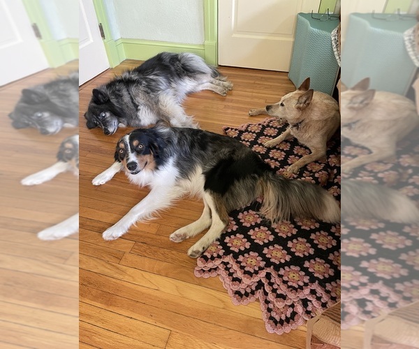 Medium Photo #5  Breeder Profile in KANSAS CITY, MO, USA
