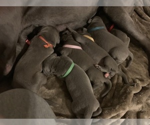 Main photo of Great Dane Dog Breeder near ROAMING SHORES, OH, USA