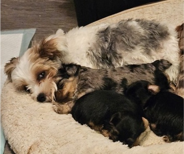 Medium Photo #2  Breeder Profile in CONKLIN, NY, USA