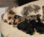 Small Photo #2  Breeder Profile in CONKLIN, NY, USA