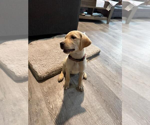 Medium Photo #4  Breeder Profile in PLANO, TX, USA