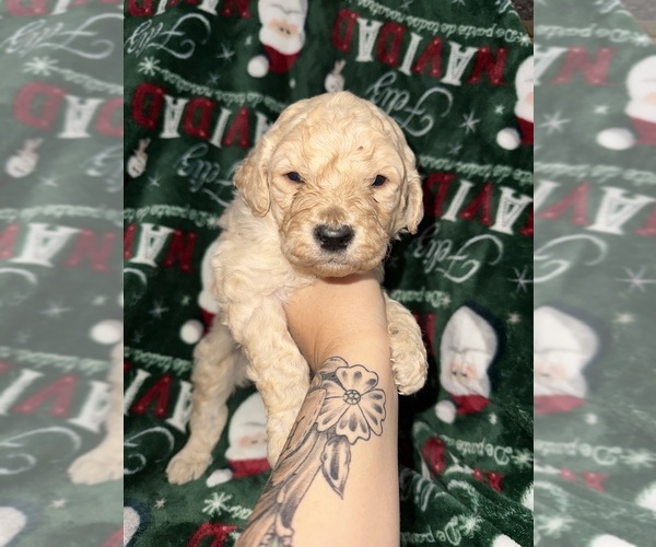 Medium Photo #23  Breeder Profile in HAZEL GREEN, KY, USA