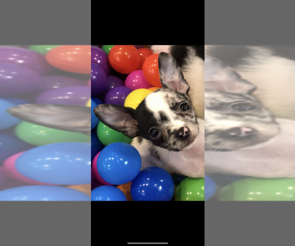 Medium Photo #1  Breeder Profile in SHERMAN, TX, USA