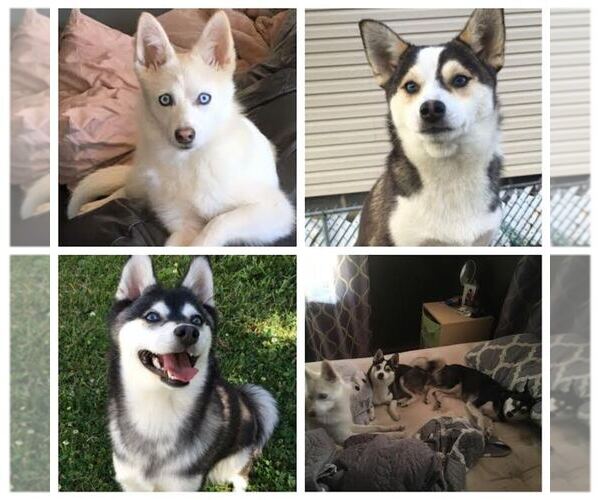 Medium Photo #1  Breeder Profile in DICKSON CITY, PA, USA