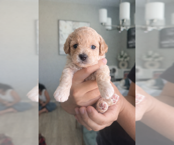 Medium Photo #3  Breeder Profile in AVONDALE-GOODYEAR, AZ, USA