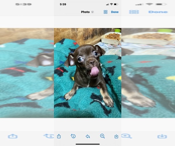Medium Photo #1  Breeder Profile in SALUDA, SC, USA