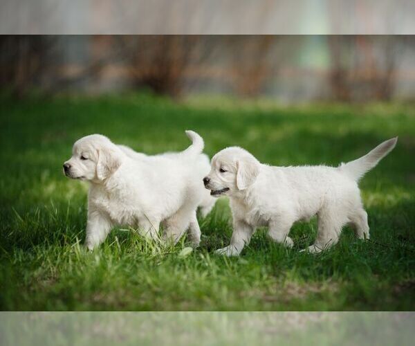 Medium Photo #6  Breeder Profile in VALDERS, WI, USA