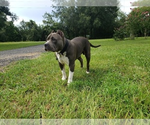 American Bully Dog Breeder in TRENTON,  USA