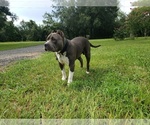 Small Photo #1  Breeder Profile in TRENTON, FL, USA