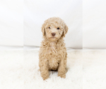 Small #12 Breeder Profile image