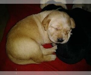 Main photo of Labrador Retriever Dog Breeder near BELLEVUE, MI, USA