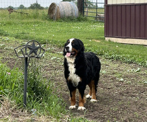 Bernese Mountain Dog Dog Breeder near KIRKSVILLE, MO, USA