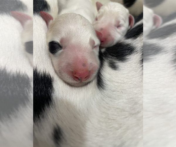 Medium Photo #4  Breeder Profile in CHARLOTTE, NC, USA