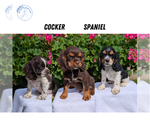 Small #11 Breeder Profile image