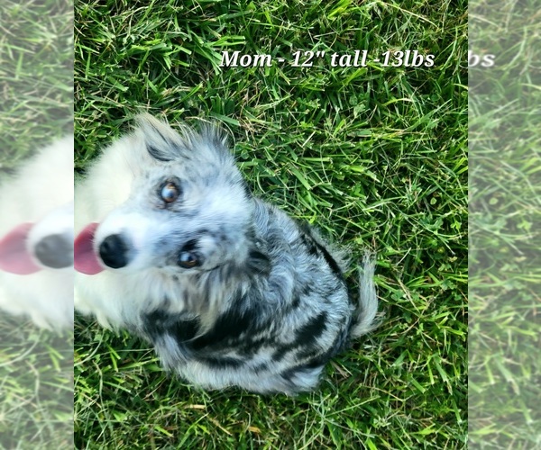 Medium Photo #1  Breeder Profile in LAKE OF THE WOODS, VA, USA