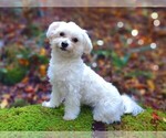 Small Photo #28  Breeder Profile in BARREN SPRINGS, VA, USA