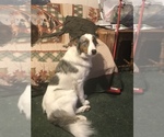 Small breeder photo