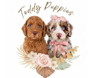 Goldendoodle (Miniature) Dog Breeder near NORCROSS, GA, US