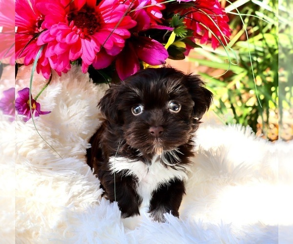 Medium Photo #9  Breeder Profile in HOLIDAY, FL, USA