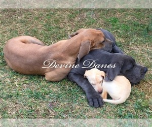 Great Dane Dog Breeder in DEVINE,  USA