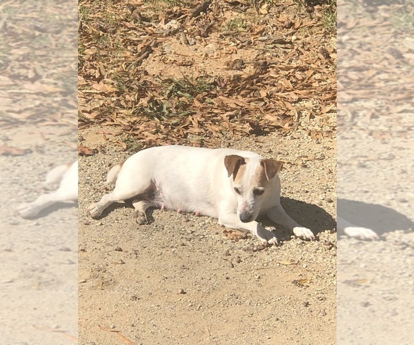 Medium Photo #14  Breeder Profile in MABLETON, GA, USA