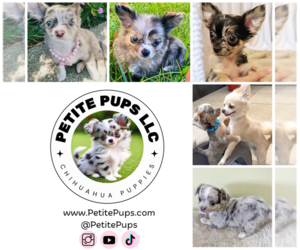 Chihuahua Dog Breeder near QUEENS, NY, USA
