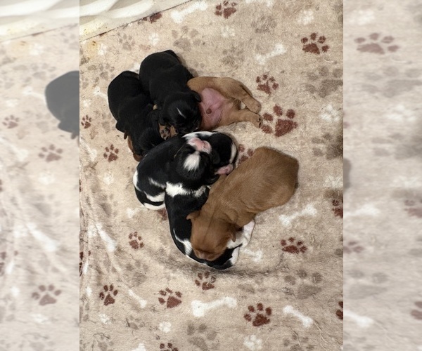 Medium Photo #15  Breeder Profile in WAXAHACHIE, TX, USA