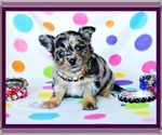 Small #4 Breeder Profile image