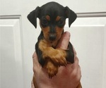 Small breeder photo