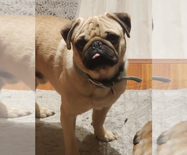 Medium Photo #1  Breeder Profile in YODER, IN, USA