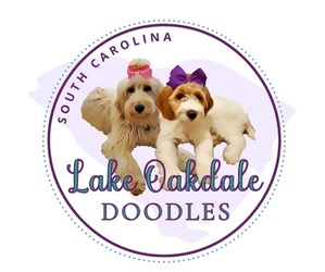 Doodle-Goldendoodle Mix Dog Breeder near FLORENCE, SC, USA