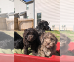 Small #8 Breeder Profile image