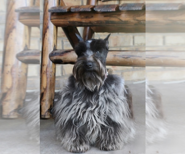 Medium Photo #6  Breeder Profile in JACKSONVILLE, TX, USA