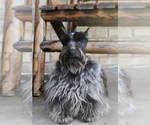 Small #5 Breeder Profile image
