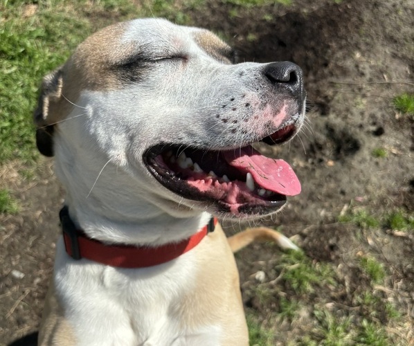Medium Photo #16  Breeder Profile in NORFOLK, VA, USA