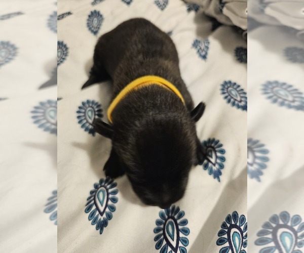 Medium Photo #14  Breeder Profile in SHICKSHINNY, PA, USA