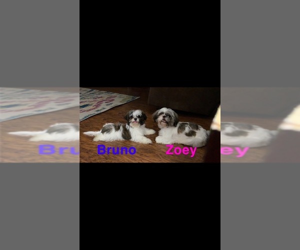 Medium Photo #1  Breeder Profile in BANNER, MS, USA